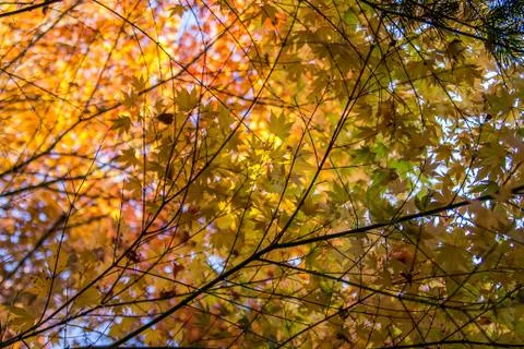 Canopy of leaves Stock Photos