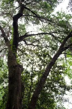 Canopy of leaves Stock Photos