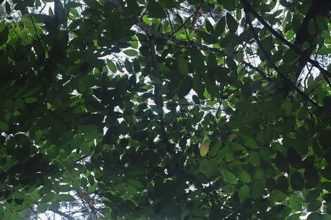 Canopy of Leaves Stock Photos