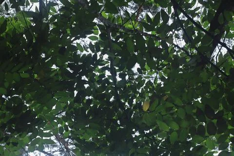 Canopy of Leaves Stock Photos