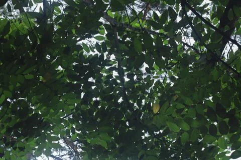 Canopy of Leaves Stock Photos