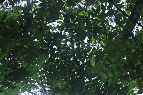 Canopy of Leaves Stock Photos