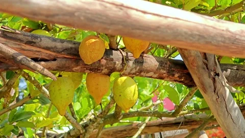 The canopy of a lemon tree. Stock Footage 306760515