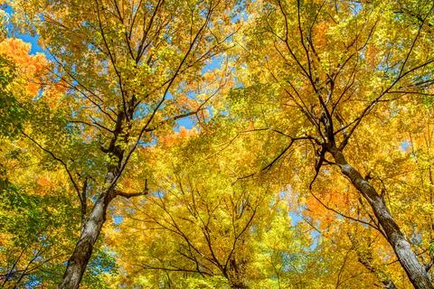 Canopy of Maple Trees With Vibrant Autumn Colors Foto stock