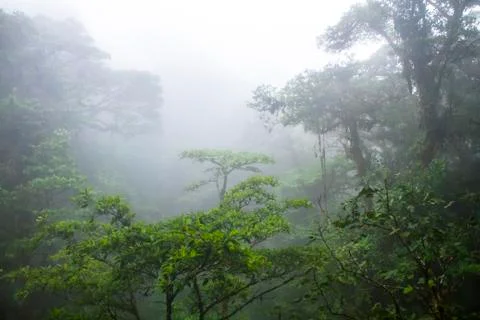 Canopy of the Monteverde cloud forest in Costa Rica Stock Photos