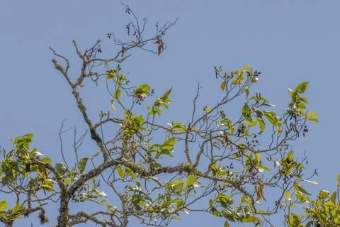 The canopy of an old alder tree against a clear blue sky 스톡 사진