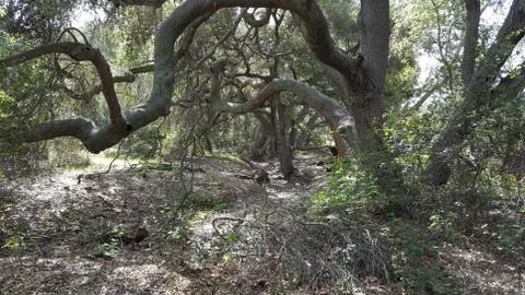 Canopy of old, twisted oak trees and layers of branches in a forest. Stock Photos