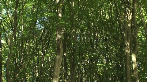 Canopy open beech forest + tilt down tree trunks, no understory Stock Footage 141132630