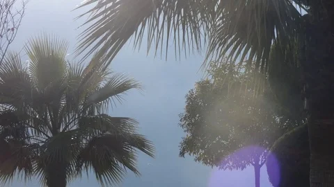 Canopy of Palm Trees Stock Footage 123775196