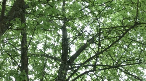 Canopy Pan Stock Footage 46227629