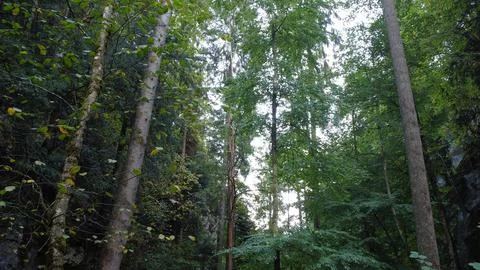 Up Into The Canopy 写真素材