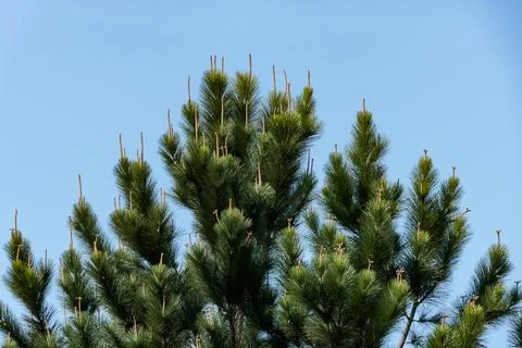 Canopy of a pine tree with highlights on its tips and the blue sky in the bac Stock Photos