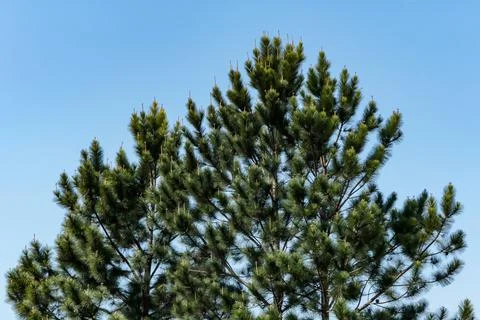 Canopy of a pine tree with highlights on its tips and the blue sky in the bac Stock Photos