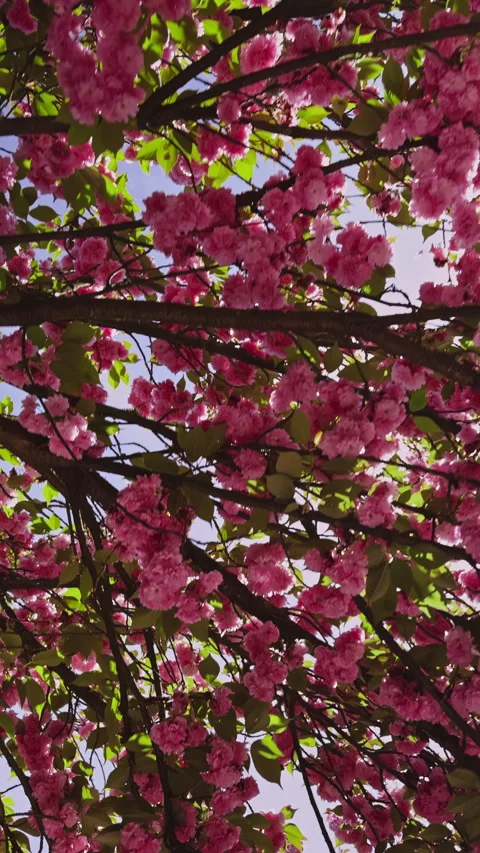 Canopy of Pink Blossoms in Spring Stock Footage 276838056
