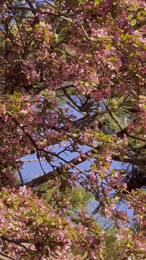 A Canopy of Pink Spring Blossoms Moving in a Soft Breeze Stock-Footage 336887895