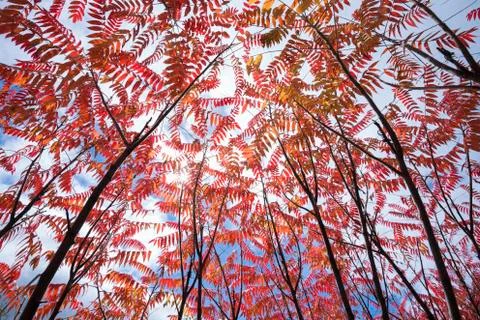 Canopy of red Staghorn Sumac in fall with sun and clouds Stock Photos