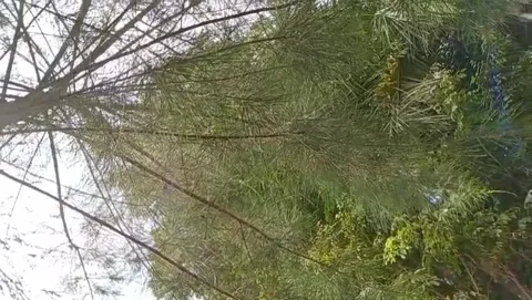 The canopy of the sea pine trees with their fine branches spreads widely. Video stock 327701038