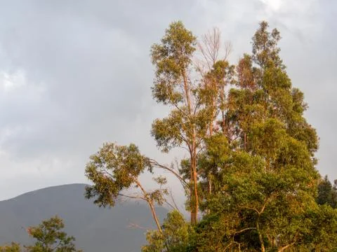The canopy of some eucalyptus trees with the light of the sunset, captured at Foto stock