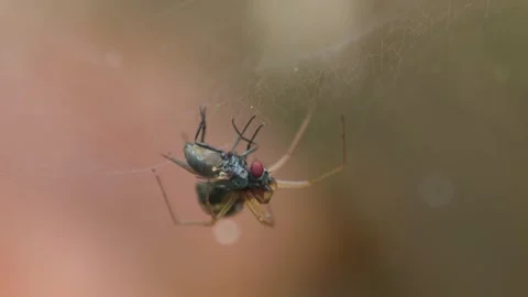 Canopy spider feeding on its prey Stock Footage 318645081