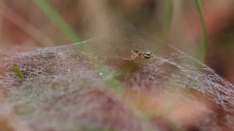 Canopy spider hangs upside down in its delicate web Stock Footage 318645086