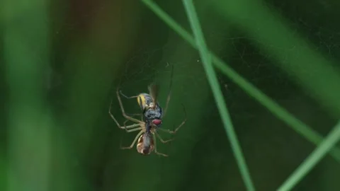 Canopy spider with prey Stock Footage 318645040