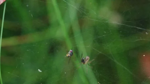 Canopy spider shaking prey in web Stock Footage 318645101