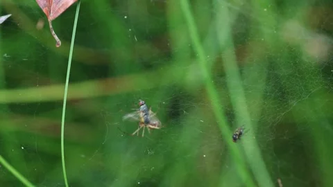 Canopy spider shaking prey in web Video stock 318645113
