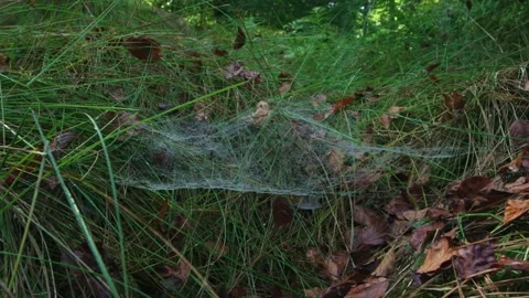 Canopy spider web in autumn dew Stock Footage 318645060