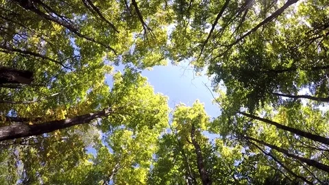 Canopy Spin to female face Video stock 81763719