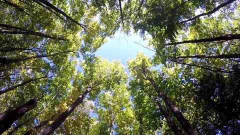 Canopy spin Forest Video stock 81764536