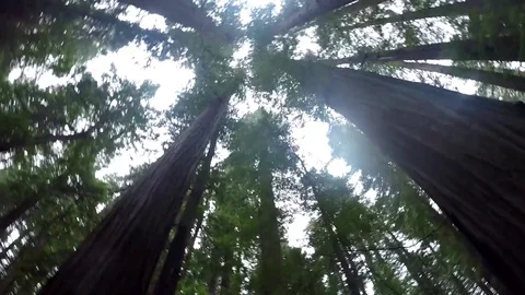 Canopy Spin of Redwoods Stock Footage 79590214