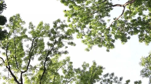 Canopy of Spring Trees Stock Footage 97538161