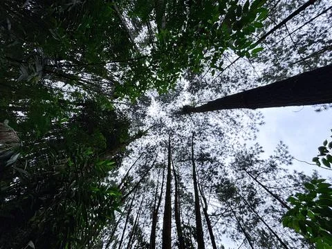 Canopy of Tall Forest Trees Stock Photos