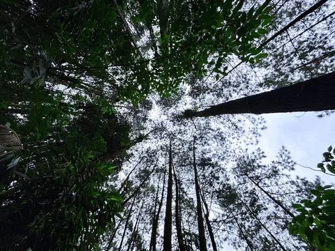 Canopy of Tall Forest Trees Stock Photos