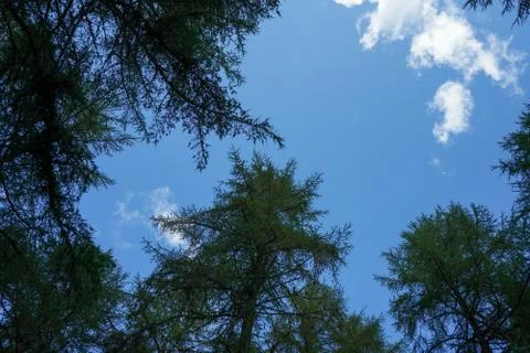 The canopy of tall pine trees 写真素材