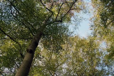 The canopy of tall pine trees Stock Photos