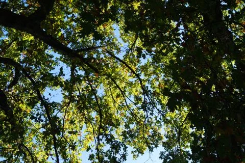 The canopy of tall pine trees 写真素材
