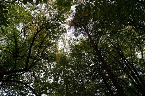 The canopy of tall pine trees Stock Photos