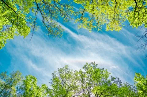 The canopy of tall trees framing a clear blue sky, with the sun shining throu Stock Photos