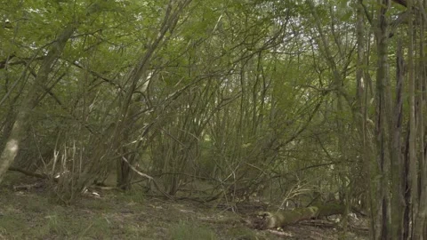 Canopy Of Thin Trees In The Forest - Forest Landscape In North Downs, Stock Footage 161771674