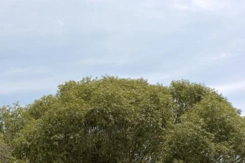 Canopy Top Foto stock