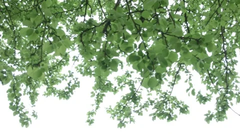 Canopy Tree Pan Right Stock Footage 46227587