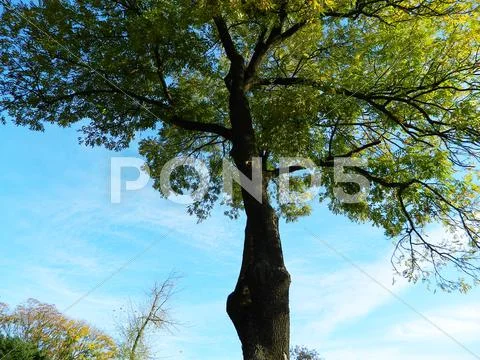 Canopy tree Stock Photos