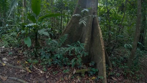 A canopy tree roots at amazon rain forest jungle Puerto Maldonado Peru. Stock Footage 94084633