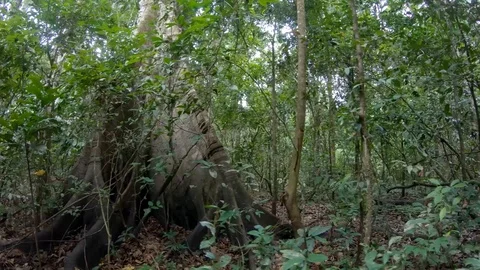 A canopy tree roots at amazon rain forest jungle Puerto Maldonado Peru. Video stock 94086014