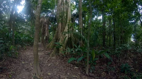 A canopy tree roots at amazon rain forest jungle Puerto Maldonado Peru. Stock Footage 94087749