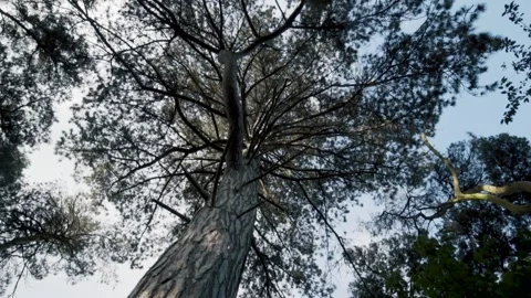 Canopy Tree Spin Vídeos de archivo 271544816