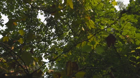Canopy / Tree Tops Stock Footage 318235225