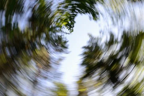 Canopy of Trees - Abstract Spiral Effect Background Stock Photos