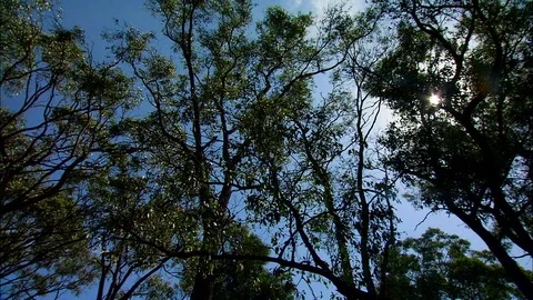 Canopy of trees from below Video stock 95598790